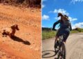 cyclistes voient chien sans abri décident ramener avec eux