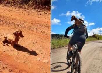 cyclistes voient chien sans abri décident ramener avec eux
