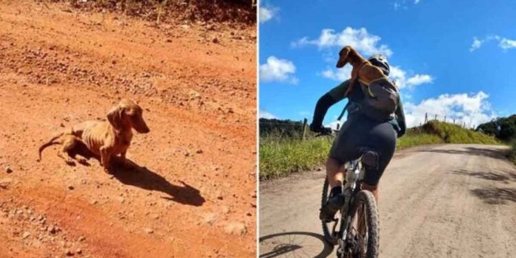 cyclistes voient chien sans abri décident ramener avec eux