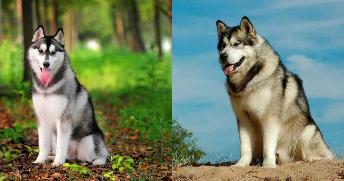 différences malamute de Alaska husky sibérien