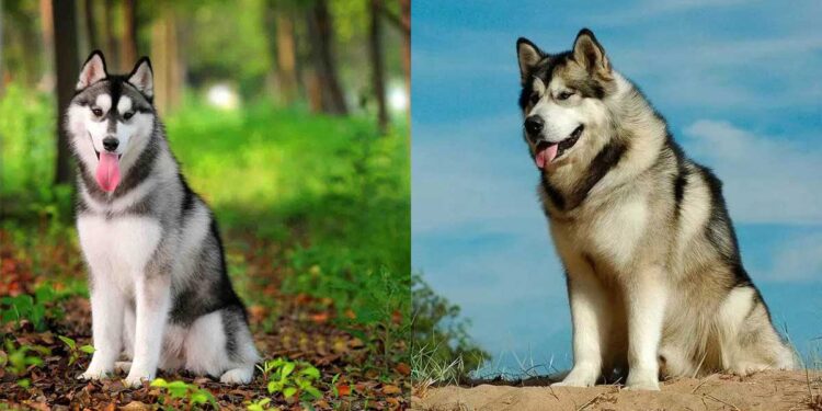 différences malamute de Alaska husky sibérien