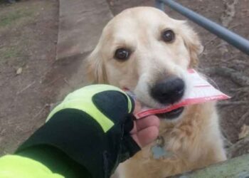 facteur écrit lettres chienne aime recevoir courrier