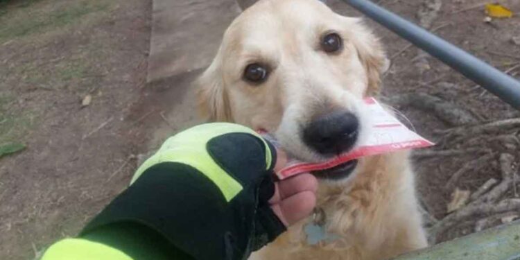 facteur écrit lettres chienne aime recevoir courrier