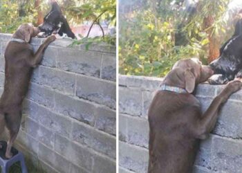 famille donne tabouret visite chien voisins