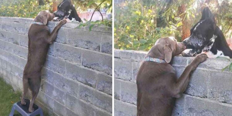 famille donne tabouret visite chien voisins