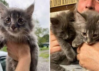 femme aide chaton errant revient chercher frère