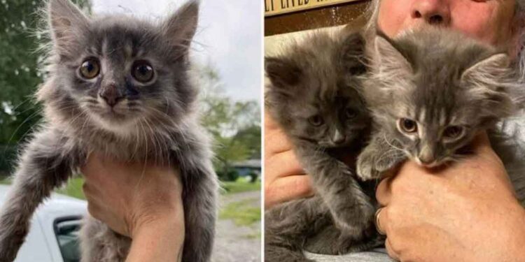 femme aide chaton errant revient chercher frère