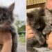 femme aide chaton errant revient chercher frère