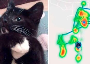 femme met traqueur chat découvert visitait 5 maisons