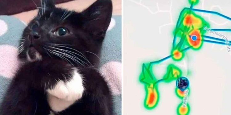 femme met traqueur chat découvert visitait 5 maisons