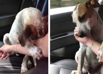 femme sauve chiot main appréciation