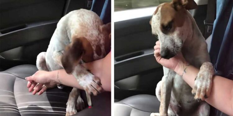 femme sauve chiot main appréciation