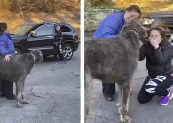 fille ne peut pas arrêter de pleurer trouve chien croyait perdu