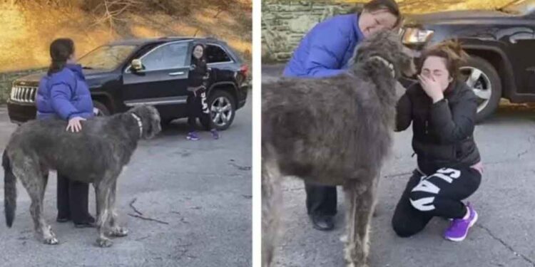 Cette fille ne peut pas arrêter de pleurer quand elle voit le chien qu'elle croyait perdu à jamais 1 fille ne peut pas arrêter de pleurer trouve chien croyait perdu