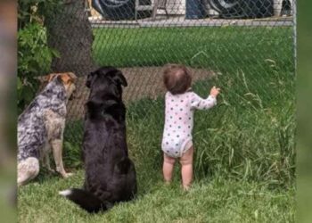 fille rejoint ses chiens recevoir cadeau voisin