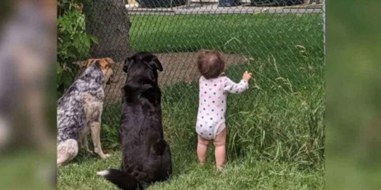 Une petite fille rejoint ses chiens tous les jours pour recevoir un cadeau du voisin 1 fille rejoint ses chiens recevoir cadeau voisin