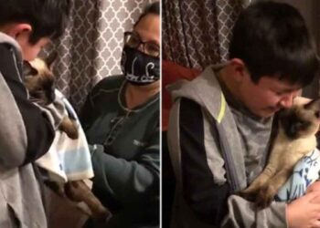 garçon ne peut pas retenir larmes retrouve chat