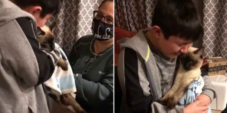 garçon ne peut pas retenir larmes retrouve chat