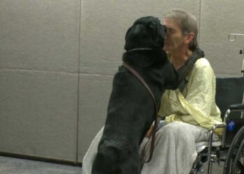 homme risque vie pour sauver chien