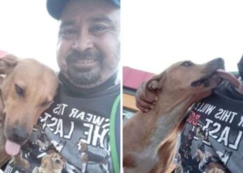 homme sauve chien mordu histoire devient virale