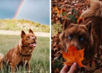 husky brun beaux chiens instagram