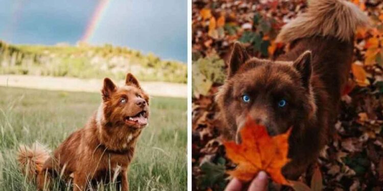 husky brun beaux chiens instagram