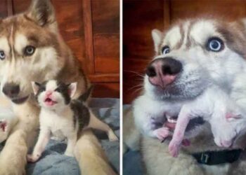 husky trouvé boîte pleine chatons forêt adopté