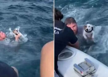 jeunes trouvent chien échoué seul milieu océan