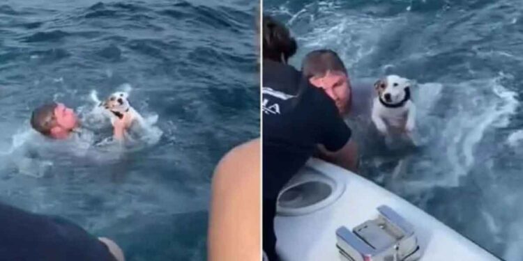 jeunes trouvent chien échoué seul milieu océan