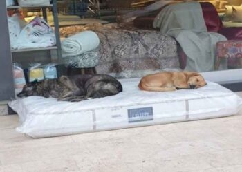 magasin meubles chiens sans-abri endroit dormir