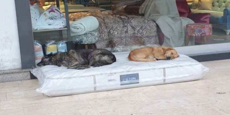 magasin meubles chiens sans-abri endroit dormir