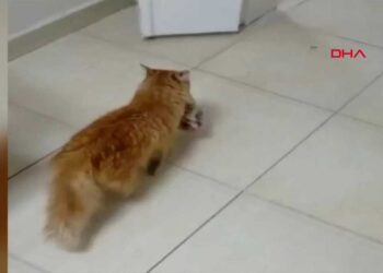 maman chatte emmène chatons hôpital malades