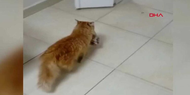 maman chatte emmène chatons hôpital malades