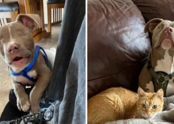 pitbull sans yeux chat cœur brisé