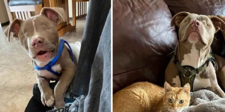 pitbull sans yeux chat cœur brisé