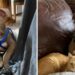 Un chiot Pitbull sans yeux change la vie de ce chat au cœur brisé 6 pitbull sans yeux chat cœur brisé
