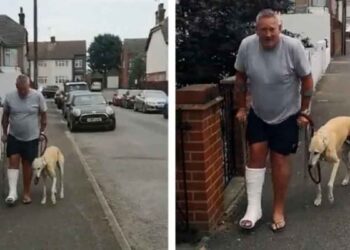 vétérinaire chien boiteux imiter homme