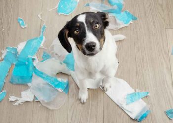 Apprendre au chiot à ne pas sauter ni mordre 6 Apprendre chiot ne pas sauter ni mordre