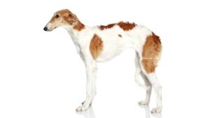 Barzoï