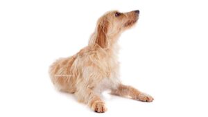 Basset Fauve de Bretagne