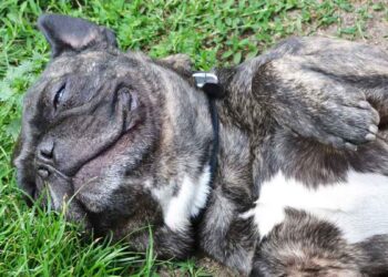 Bonny triste nécrologie chien toute vie refuge