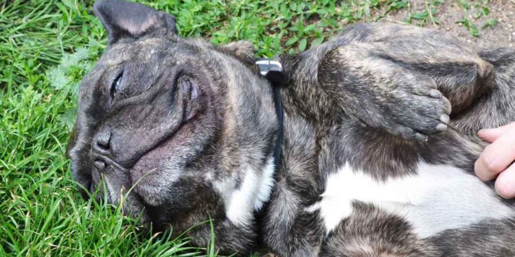 Bonny triste nécrologie chien toute vie refuge