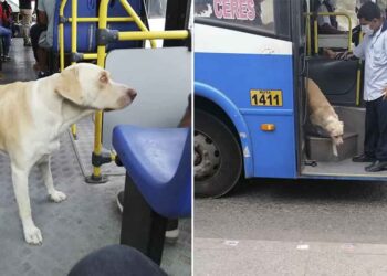 Chien perdu monte dans le bus espoir retrouver propriétaire