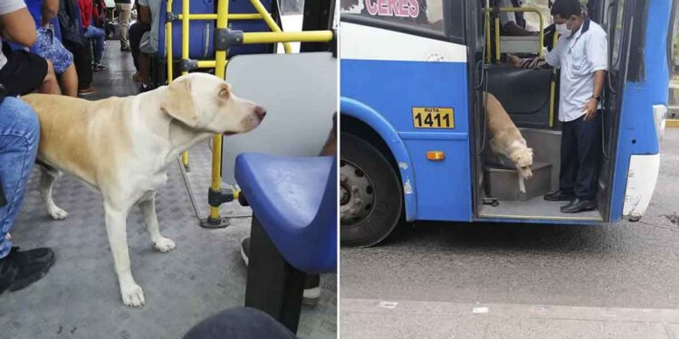 Chien perdu monte dans le bus espoir retrouver propriétaire