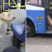 Un chien perdu monte dans les bus dans l'espoir de retrouver son propriétaire 8 Chien perdu monte dans le bus espoir retrouver propriétaire