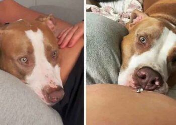 Chien surpris quand il sent un bébé donner un coup de pied propriétaire