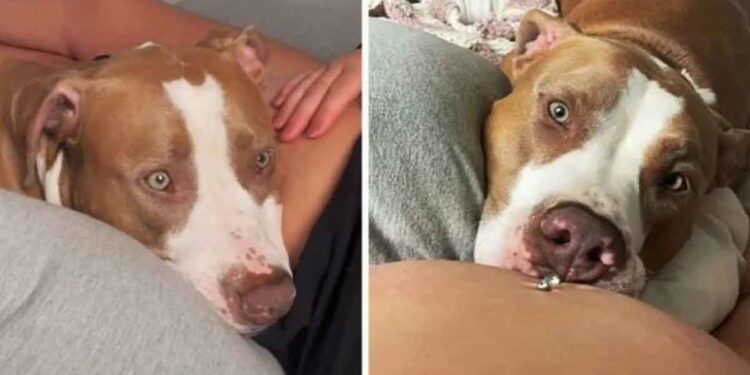 Chien surpris quand il sent un bébé donner un coup de pied propriétaire