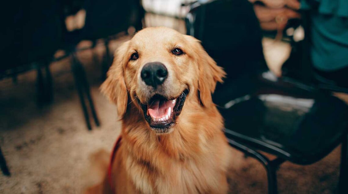 Combien de temps vivent les chiens ? Durée de vie des chiens 1 Combien de temps vivent les chiens