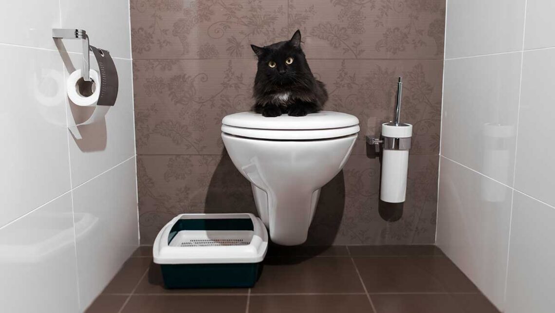 Comment éduquer son chat aux toilettes