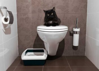 Comment éduquer son chat aux toilettes
